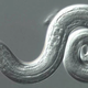 Larva del Angiostrongylus cantonensis. (Imagen: CDC)
